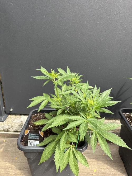 Banana purple punch & Sour jealousy auto. Week 6