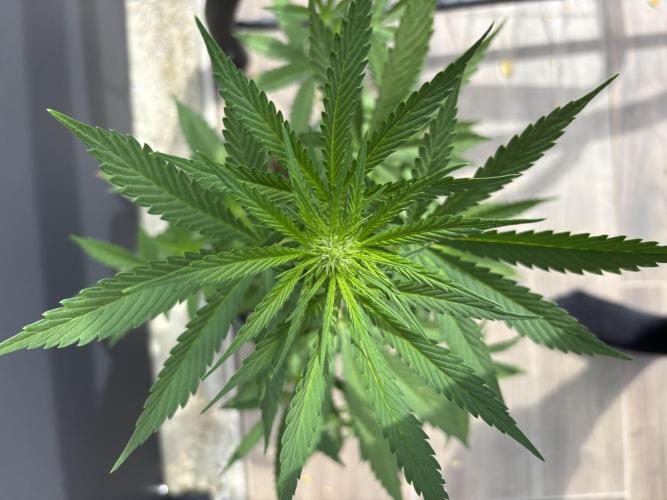 Banana purple punch & Sour jealousy auto. Week 6