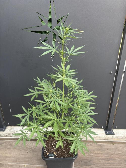 Banana purple punch & Sour jealousy auto. Week 7
