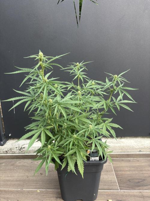 Banana purple punch & Sour jealousy auto. Week 7