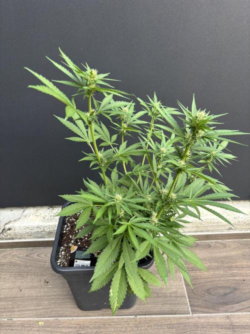 Banana purple punch & Sour jealousy auto. Week 7