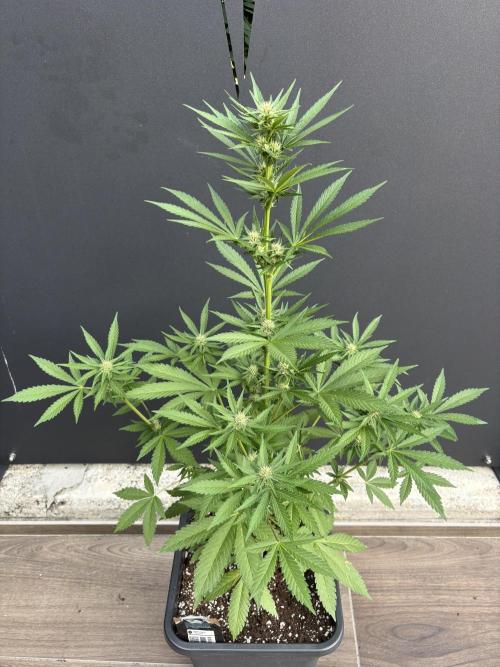 Banana purple punch & Sour jealousy auto. Week 7