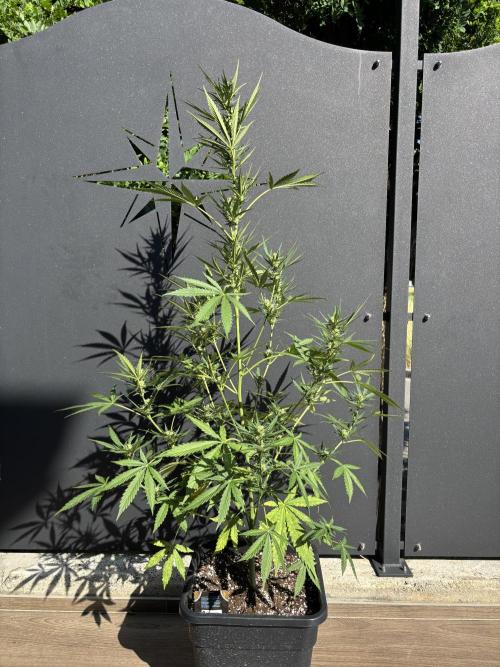 Banana purple punch & Sour jealousy auto. Week 8