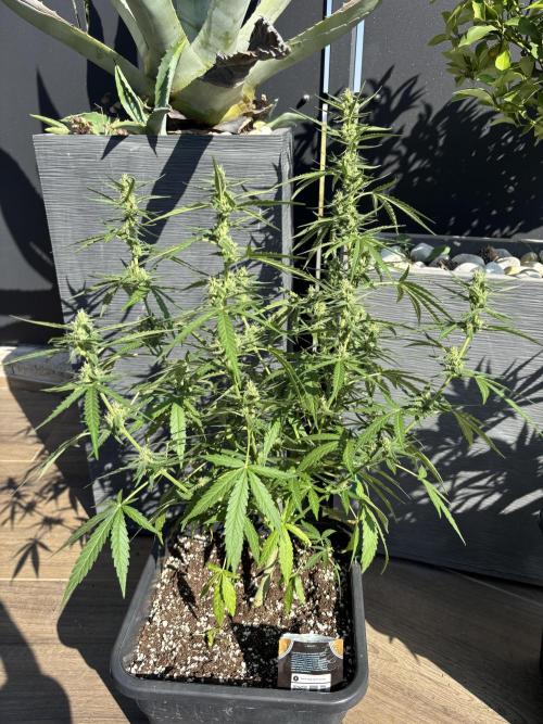 Banana purple punch & Sour jealousy auto. Week 8