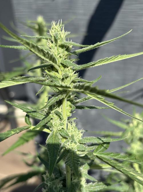 Banana purple punch & Sour jealousy auto. Week 8