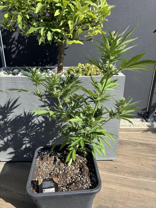 Banana purple punch & Sour jealousy auto. Week 8