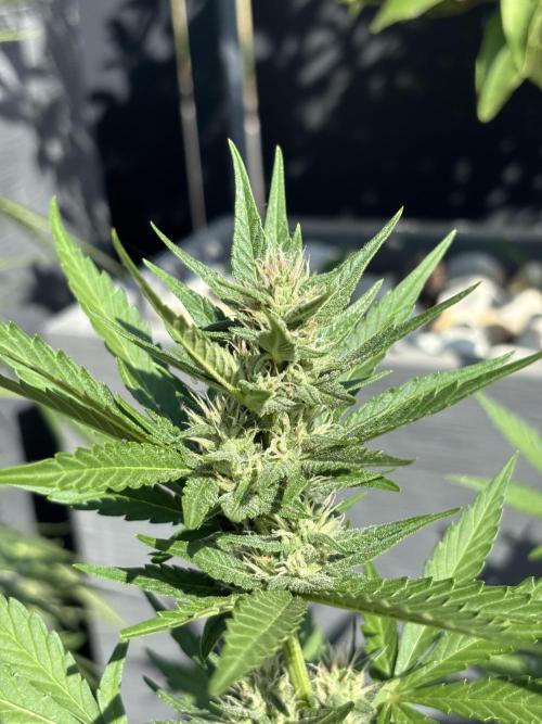 Banana purple punch & Sour jealousy auto. Week 8
