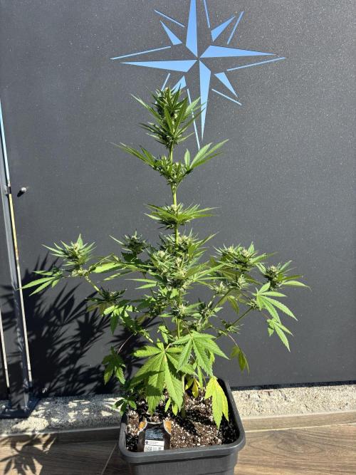 Banana purple punch & Sour jealousy auto. Week 8