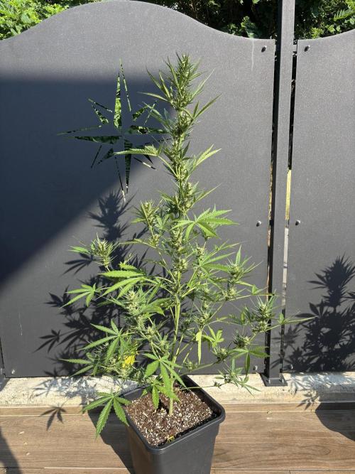 Banana purple punch & Sour jealousy auto. Week 9