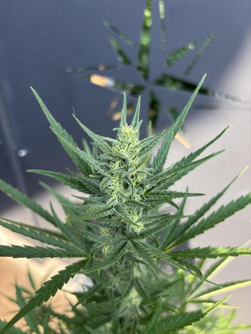 Banana purple punch & Sour jealousy auto. Week 9