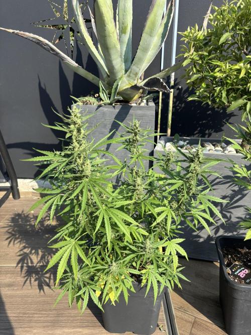 Banana purple punch & Sour jealousy auto. Week 9