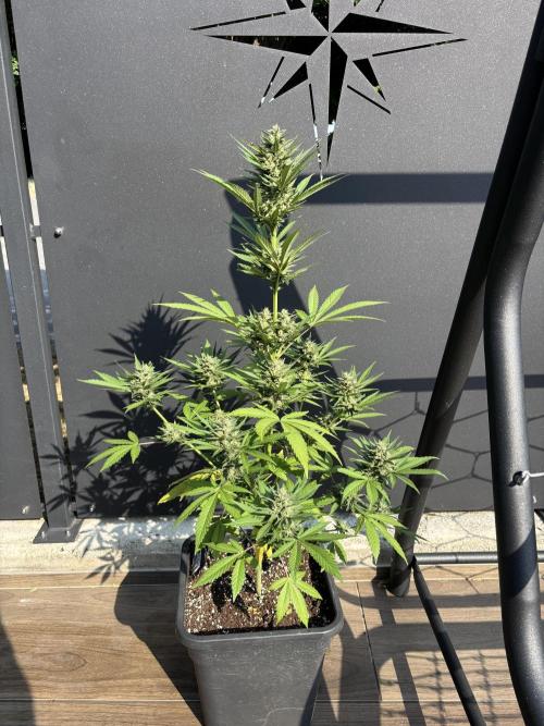 Banana purple punch & Sour jealousy auto. Week 9