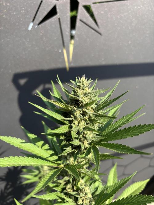 Banana purple punch & Sour jealousy auto. Week 9