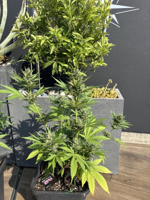 Banana purple punch & Sour jealousy auto. Week 9
