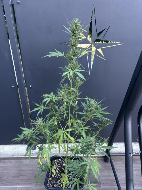 Banana purple punch & Sour jealousy auto. Week 10 - Natural sour jealousy