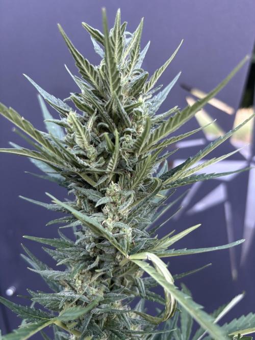 Banana purple punch & Sour jealousy auto. Week 10 - Bud natural sour