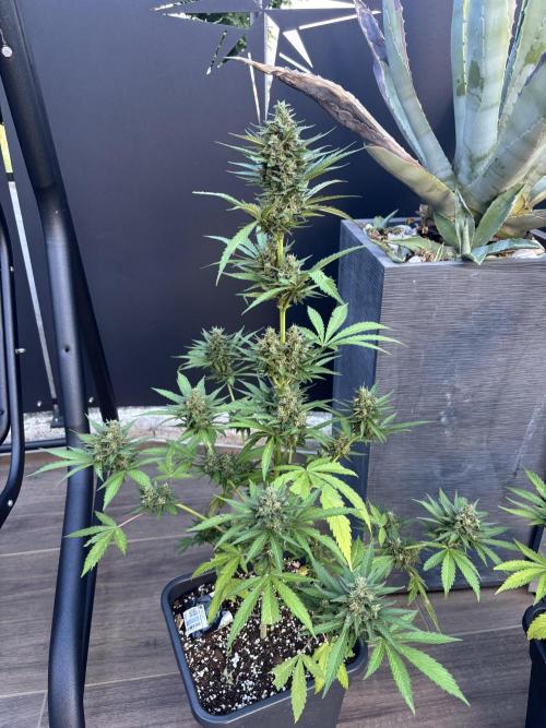 Banana purple punch & Sour jealousy auto. Week 10 - Natural banana purple 