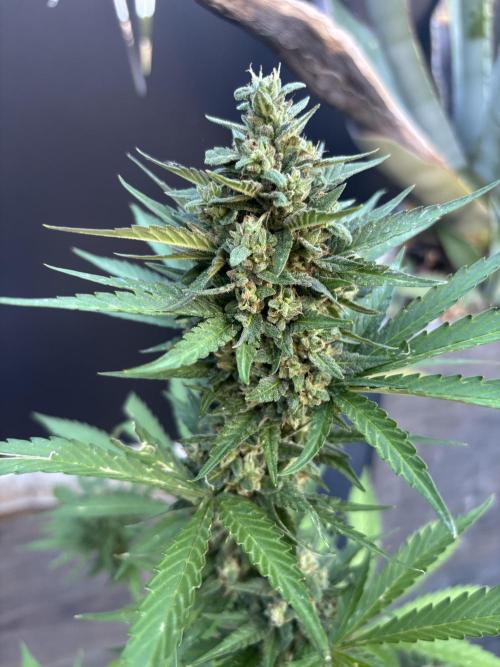 Banana purple punch & Sour jealousy auto. Week 10 - Bud natural purple