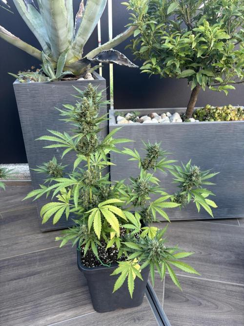 Banana purple punch & Sour jealousy auto. Week 10 - Lst banana purple