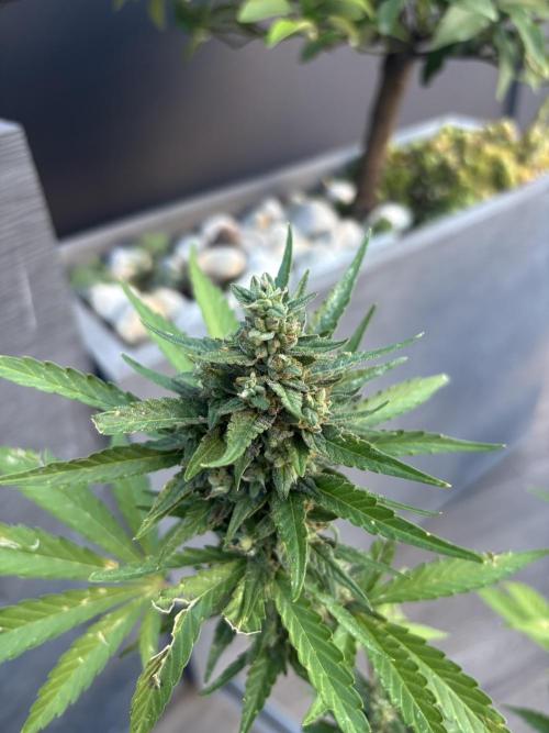 Banana purple punch & Sour jealousy auto. Week 10 - Bud lst purple
