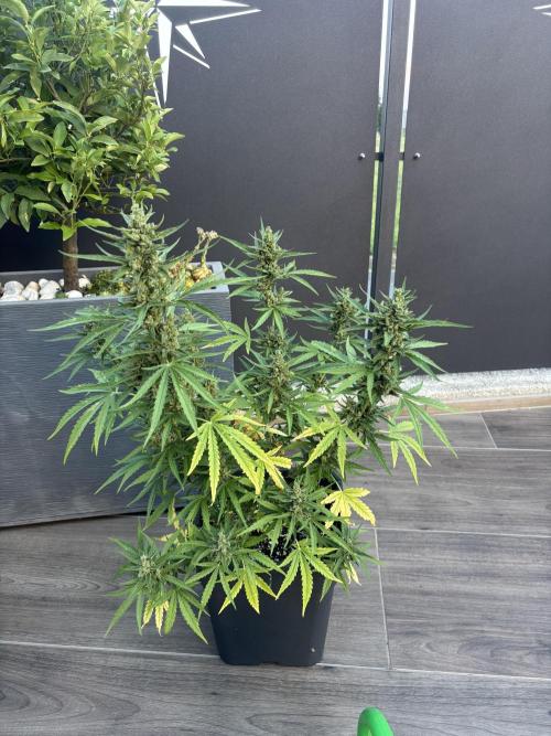 Banana purple punch & Sour jealousy auto. Week 10 - Lst sour jealousy 
