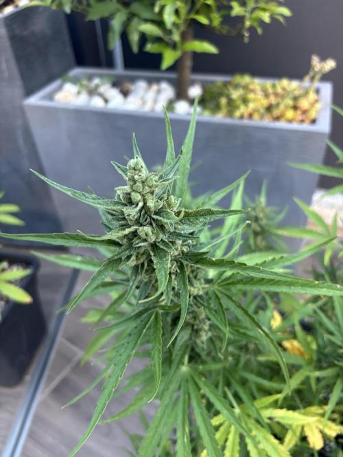 Banana purple punch & Sour jealousy auto. Week 10 - Bud lst sour