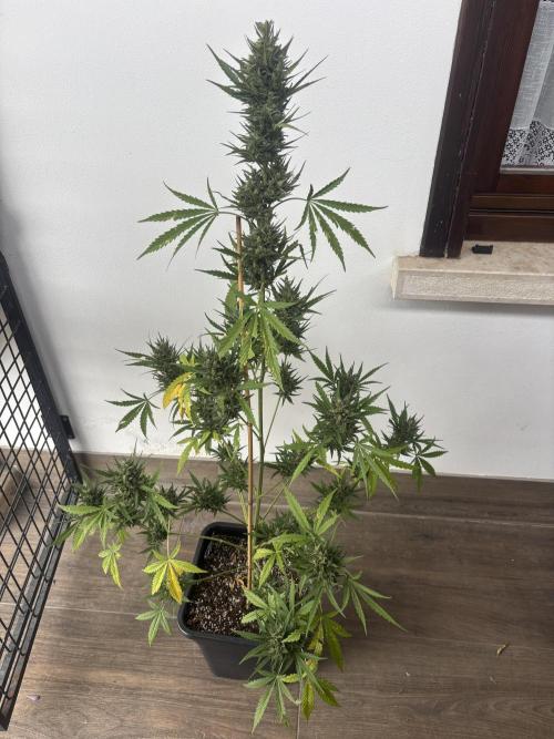 Banana purple punch & Sour jealousy auto. Week 11 - Sour jealousy
