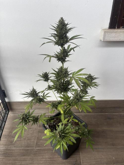 Banana purple punch & Sour jealousy auto. Week 11 - Banana purple