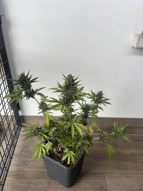 Banana purple punch & Sour jealousy auto. Week 11 - Banana purple lst