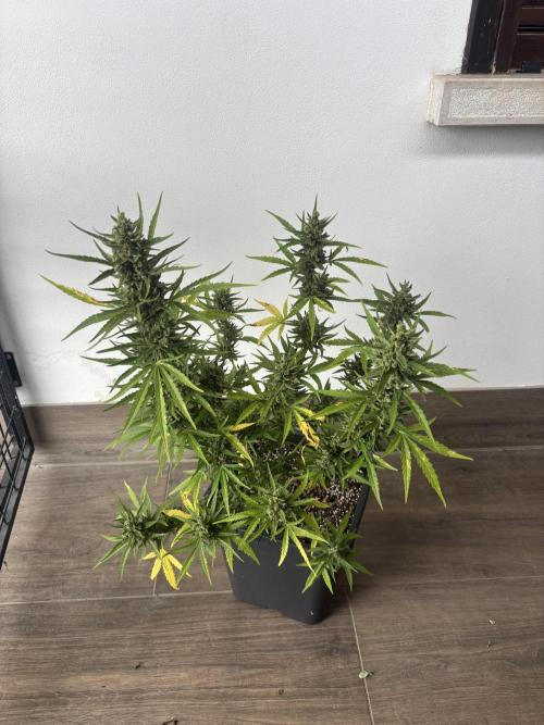 Banana purple punch & Sour jealousy auto. Week 11 - Sour jealousy lst