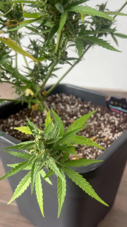 Banana purple punch & Sour jealousy auto