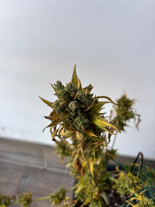 Banana purple punch & Sour jealousy auto. Week 14