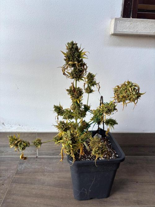 Banana purple punch & Sour jealousy auto. Week 14