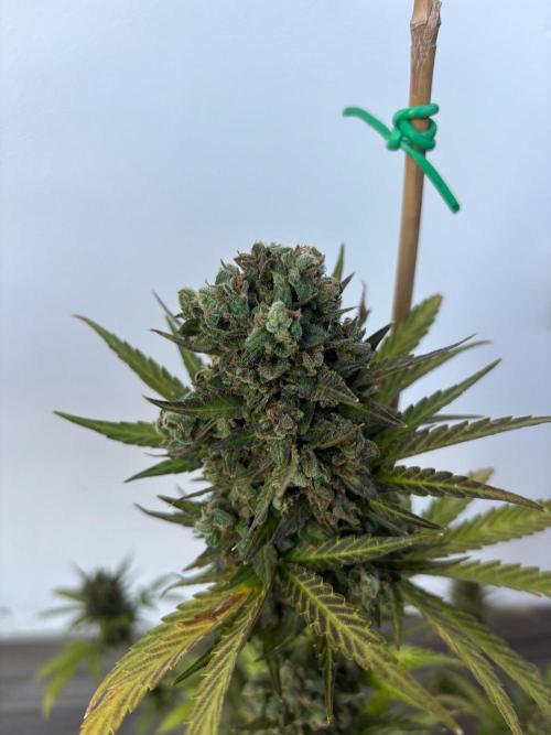 Banana purple punch & Sour jealousy auto. Week 14