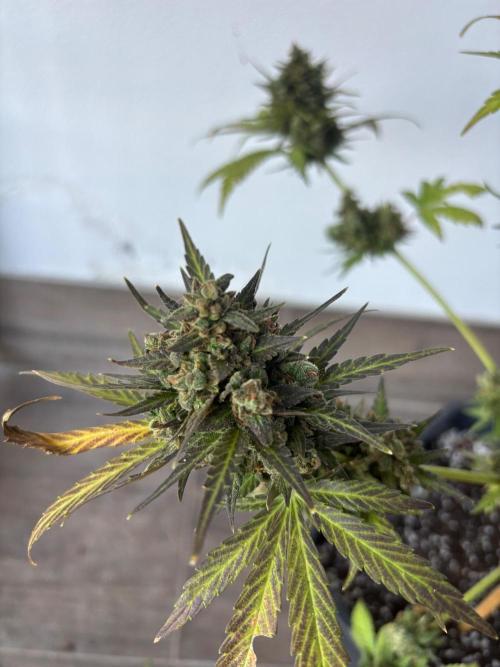 Banana purple punch & Sour jealousy auto. Week 14