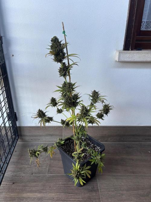 Banana purple punch & Sour jealousy auto. Week 14