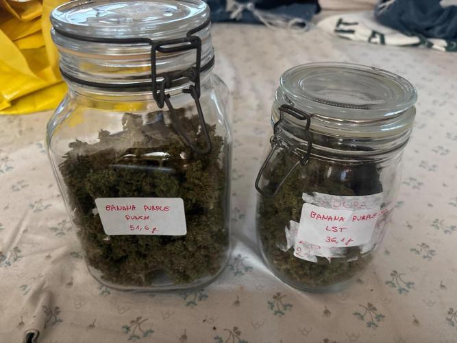 Banana purple punch & Sour jealousy auto. Week 14