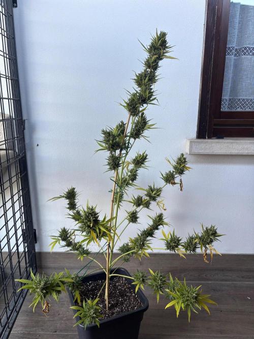 Banana purple punch & Sour jealousy auto. Week 14