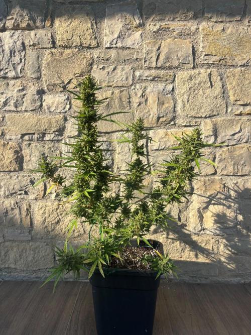 Banana purple punch & Sour jealousy auto. Week 14
