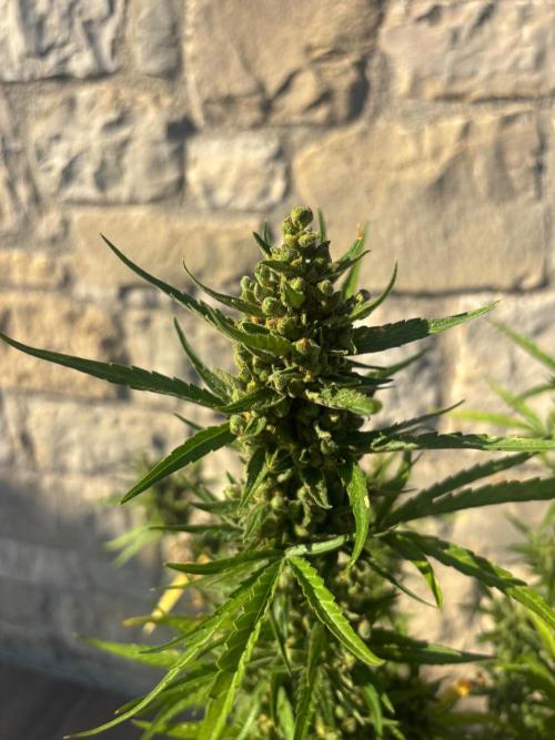 Banana purple punch & Sour jealousy auto. Week 14