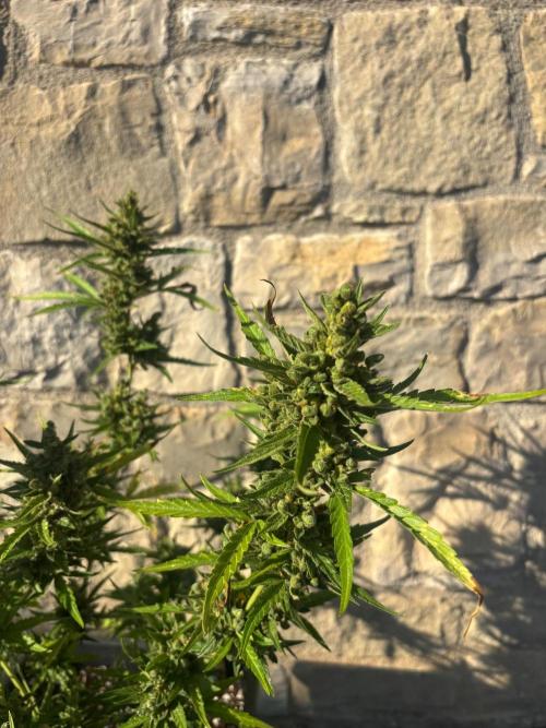 Banana purple punch & Sour jealousy auto. Week 14