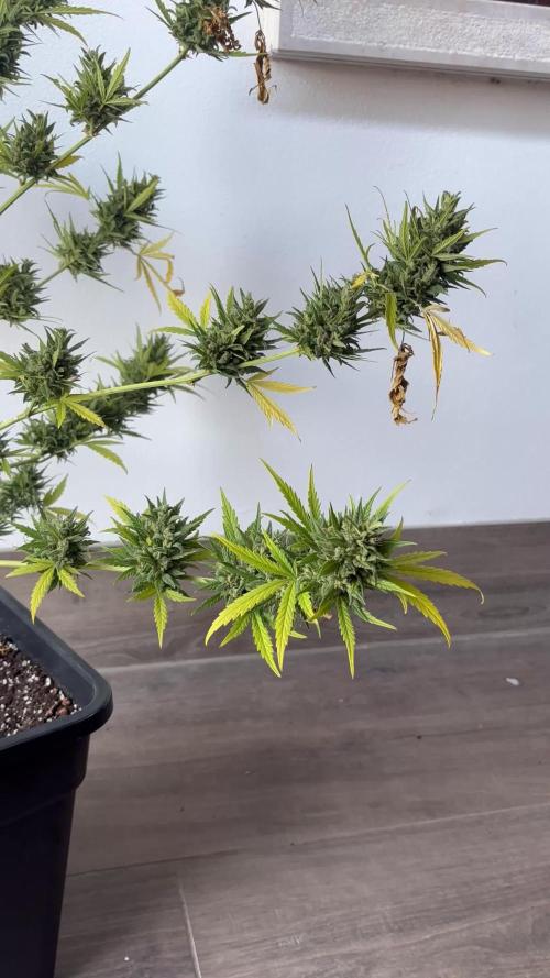 Banana purple punch & Sour jealousy auto