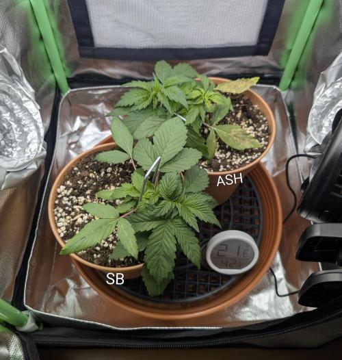 Sauvignon Blanc & Auto Skywalker Haze. Week 3 - 06.11.2025