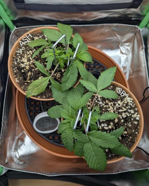 Sauvignon Blanc & Auto Skywalker Haze. Week 3 - 04.11.2025