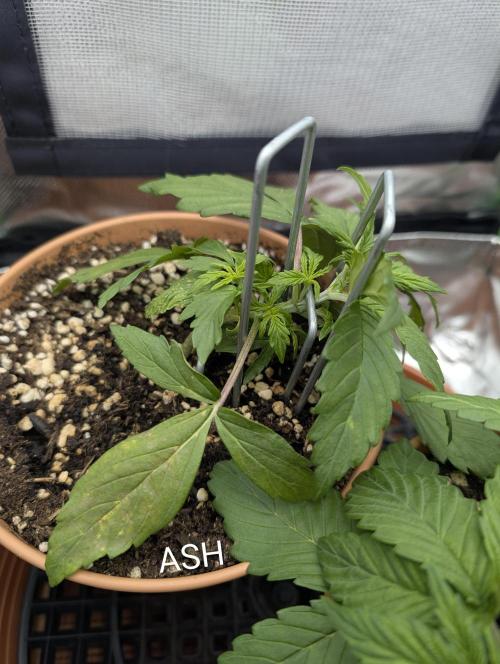 Sauvignon Blanc & Auto Skywalker Haze. Week 3 - 04.11.2025