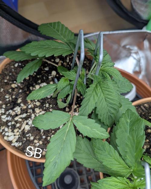 Sauvignon Blanc & Auto Skywalker Haze. Week 3 - 04.11.2025