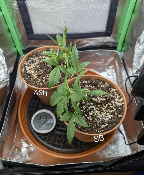 Sauvignon Blanc & Auto Skywalker Haze. Week 3 - 02.11.2025