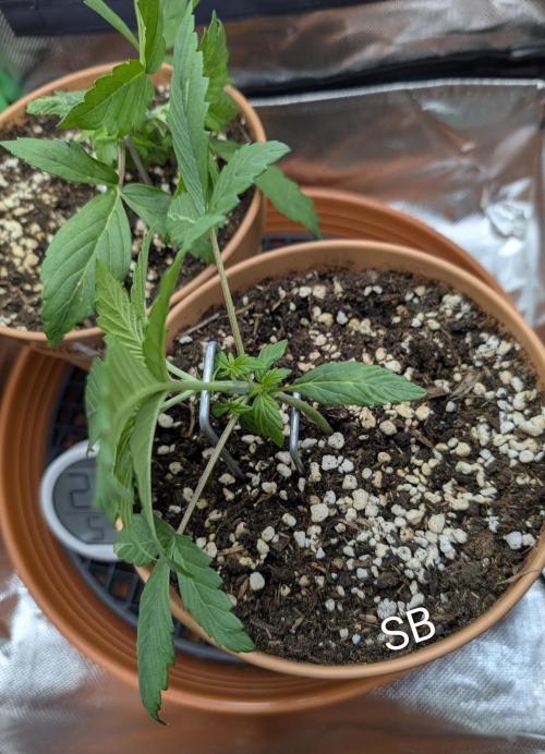 Sauvignon Blanc & Auto Skywalker Haze. Week 3 - 02.11.2025