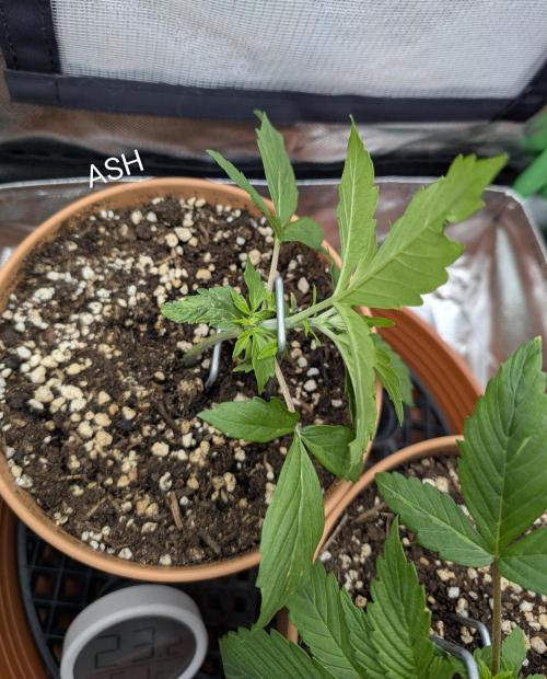 Sauvignon Blanc & Auto Skywalker Haze. Week 3 - 02.11.2025