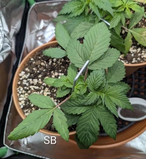 Sauvignon Blanc & Auto Skywalker Haze. Week 3 - 06.11.2024